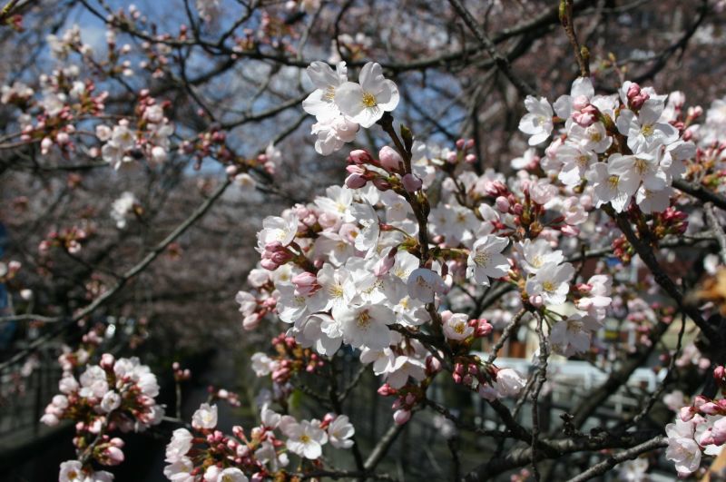 桜の花