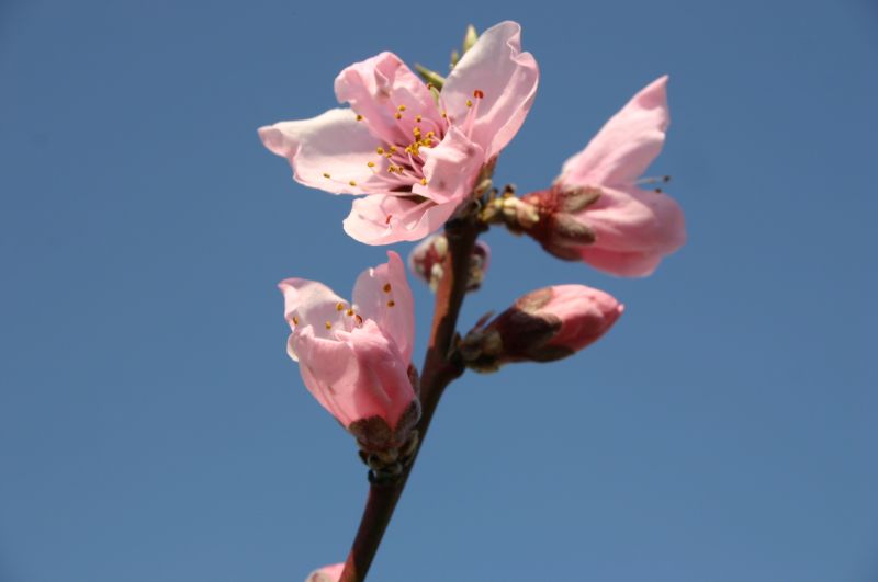 桃の花開花