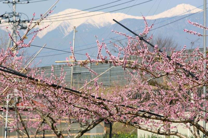 桃の花見ごろを迎える。