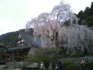 身延山久遠寺しだれ桜