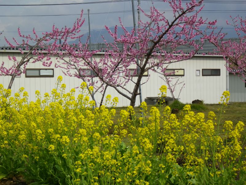 黄色とピンク