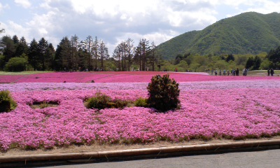 富士芝桜まつり