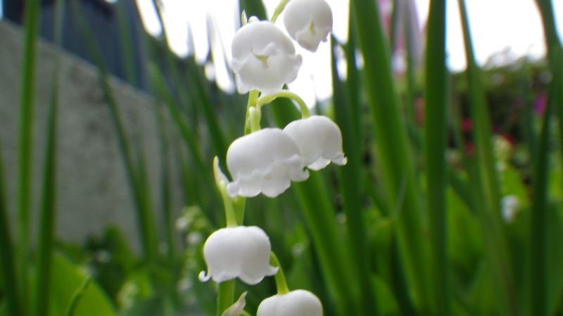 すずらんの里祭り間もなく開催