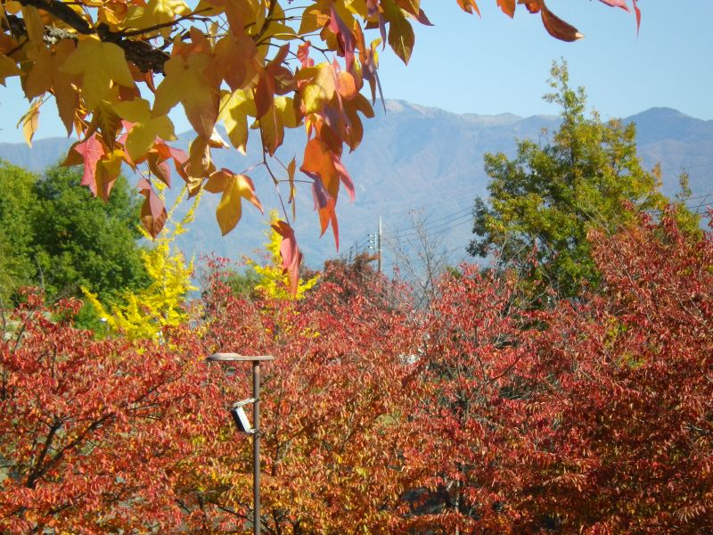 紅葉