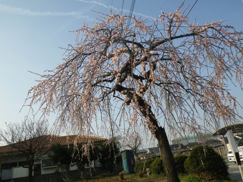 梅の花