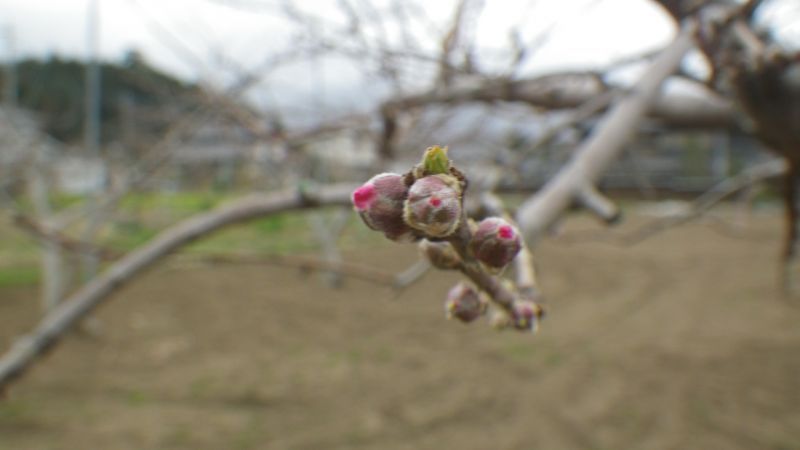 桃の花も、膨らみ始めました。