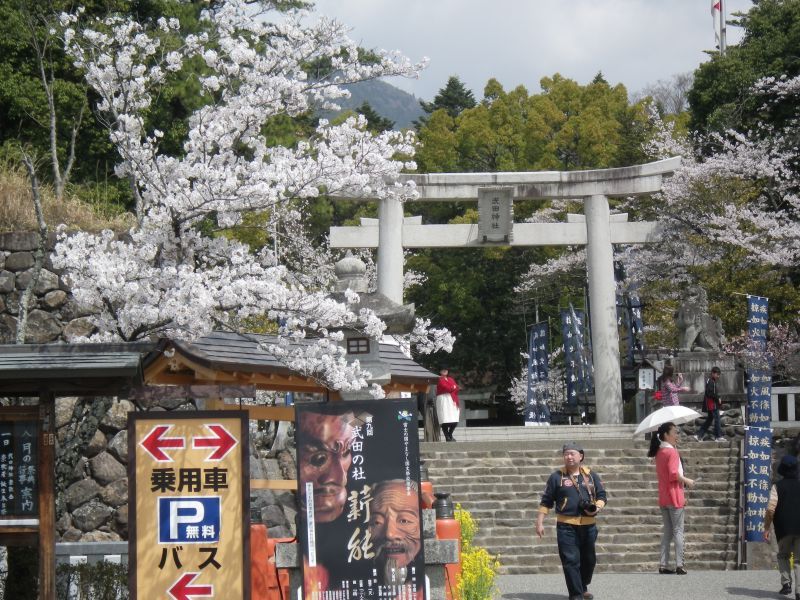 桜満開