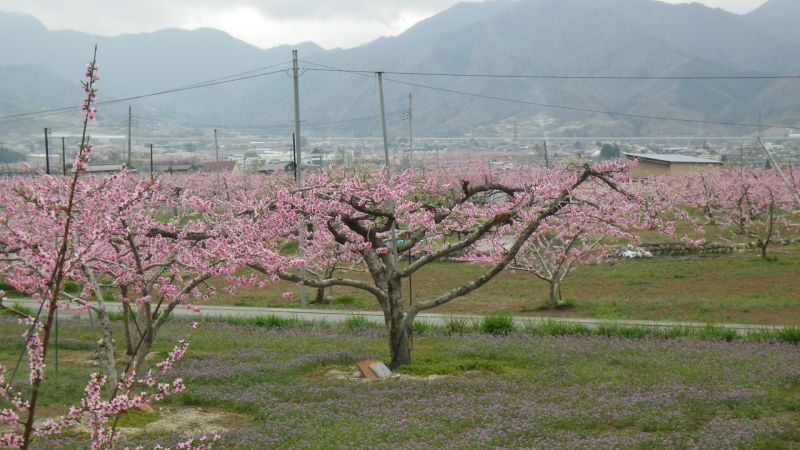 桃の花満開