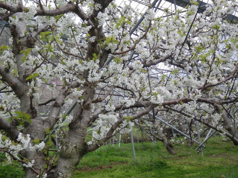 満開の桜