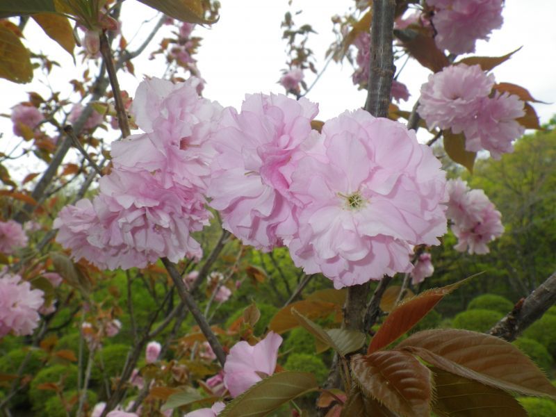 八重の桜