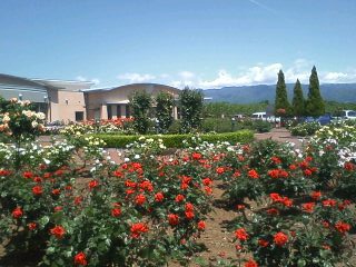 桃と、葡萄と、薔薇の町