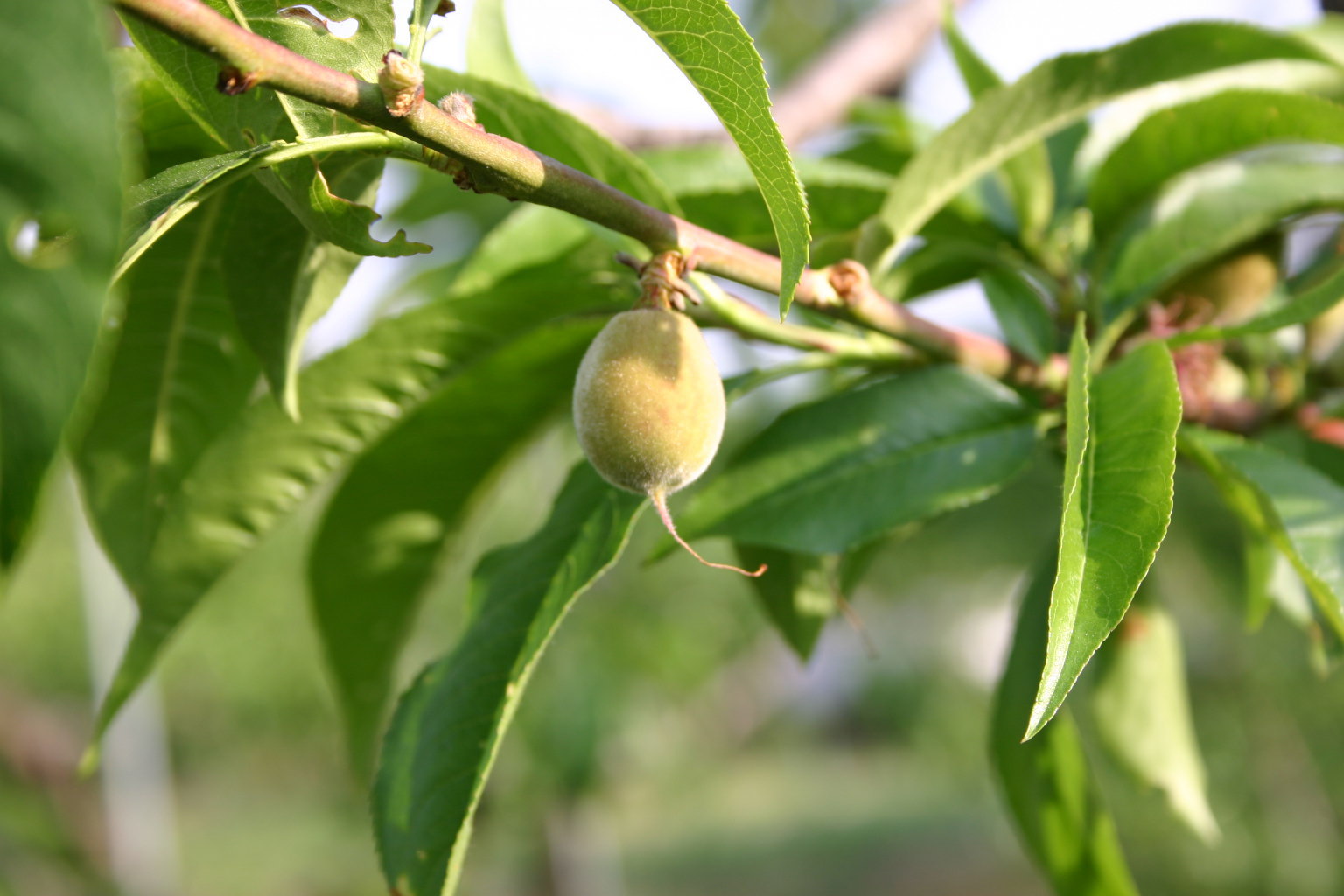桃の生育状況