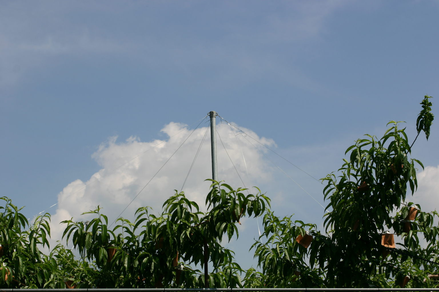 夏の雲？