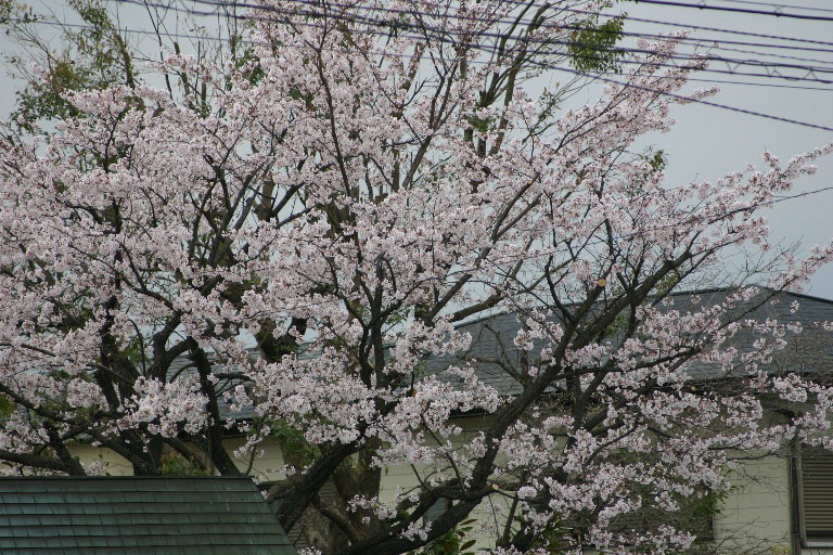 桜