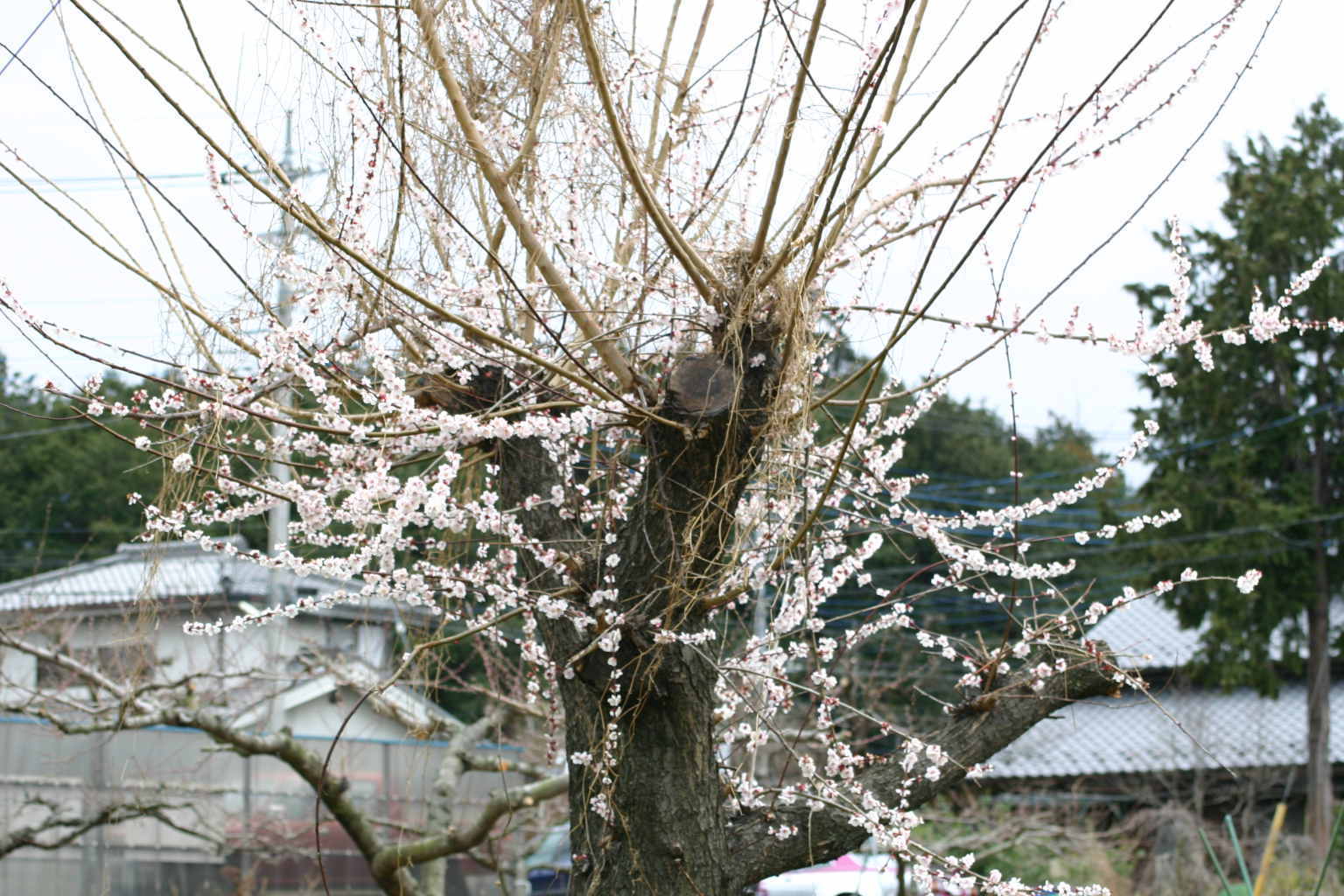 スモモの花