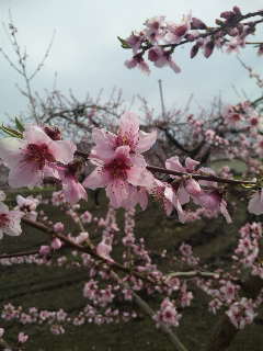桃の花満開
