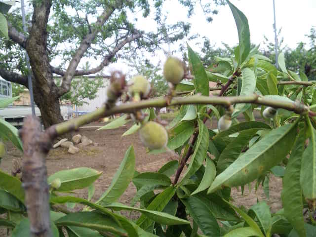 桃の実が膨らみ始めました