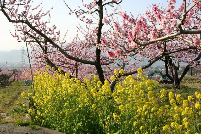 桃と菜の花