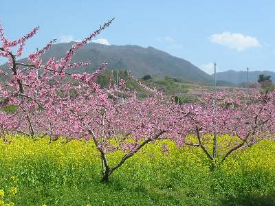 みさか桃の花まつり