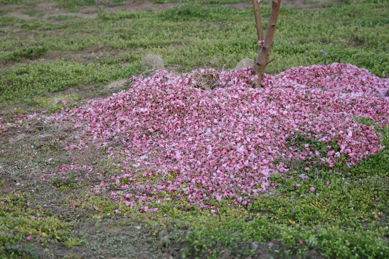桃の花摘花