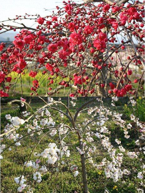 しだれ花もも