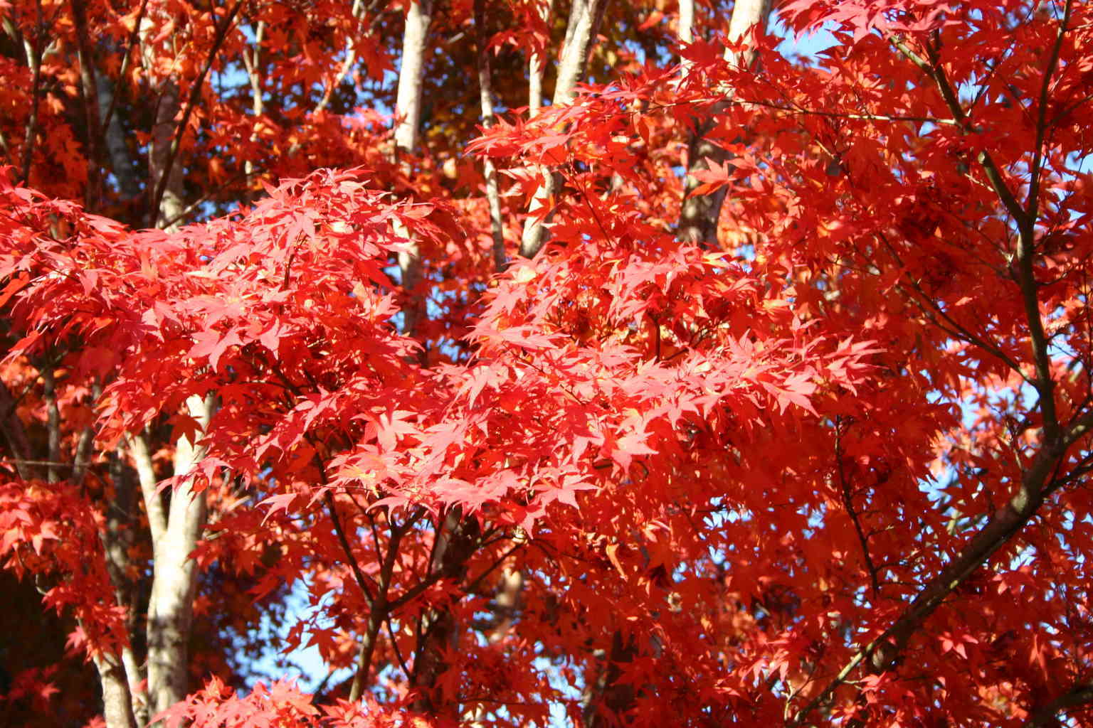 紅葉狩り