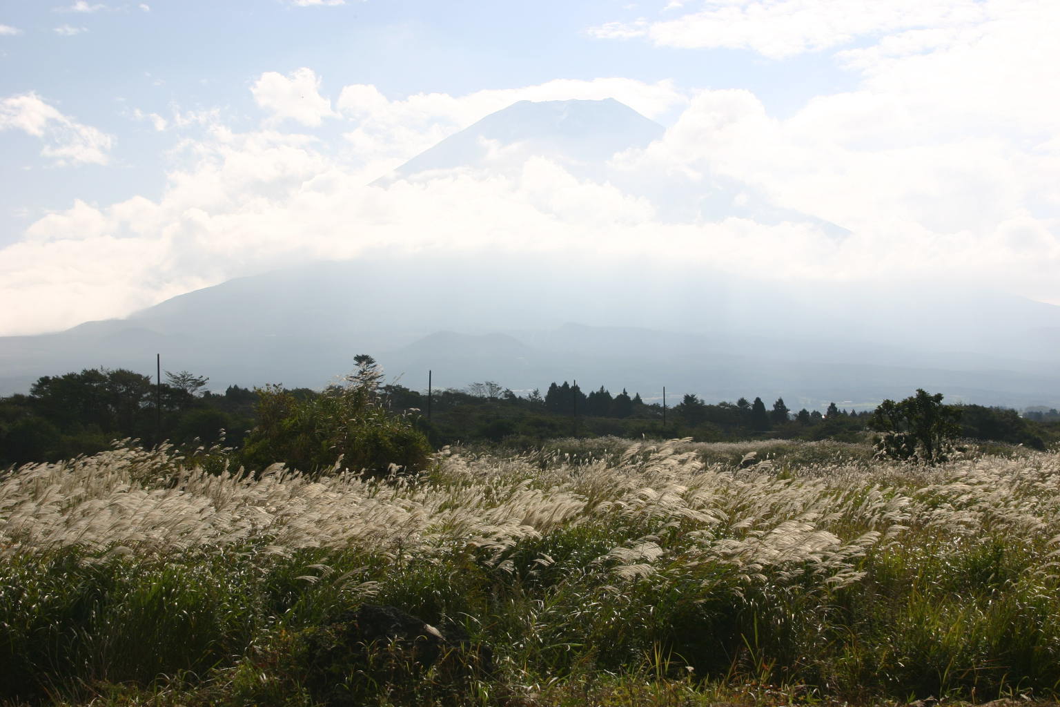 ススキと富士山