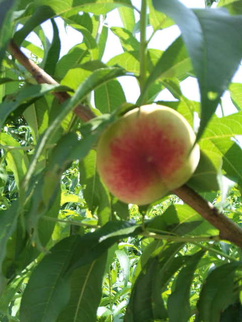 桃が色づき始めました。